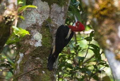 Pica-pau-rei - Campephilus robustus
