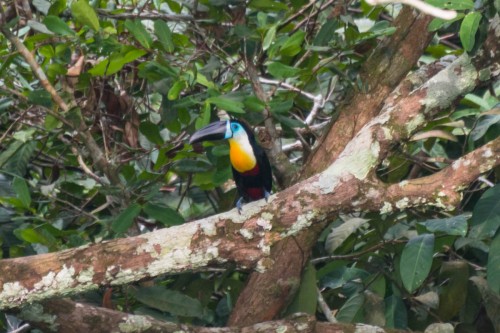 tucano de bico preto