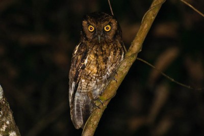 Corujinha-sapo - Megascops atricapilla