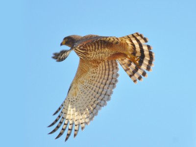 Gavião-carijó - Rupornis magnirostris 