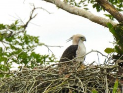 gaviao-de-penacho