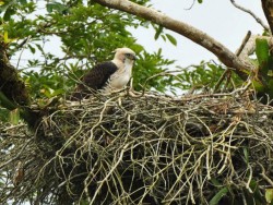 gaviao-de-penacho