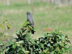 Gavião-caramujeiro&nbsp;- Rostrhamus sociabilis