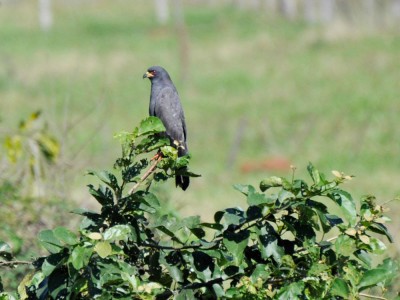 Gavião-caramujeiro&nbsp;- Rostrhamus sociabilis