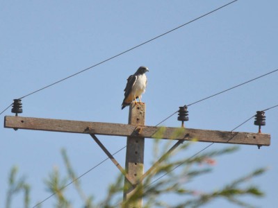 Gavião-de-rabo-branco - Buteo albicaudatus