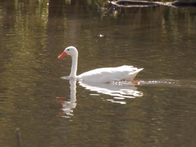 Capororoca - Coscoroba coscoroba