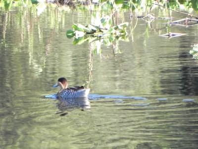 marreca-cri-cri_20100628_1883531853