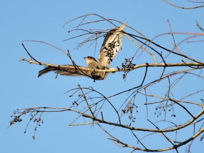 andorinhao-do-temporal
