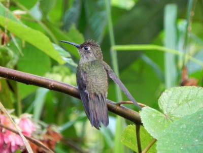 Beija-flor-cinza - Aphantochroa cirrochloris