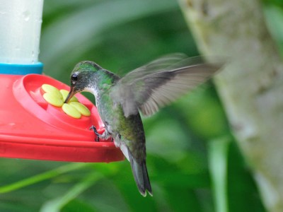 beija-flor-de-banda-branca