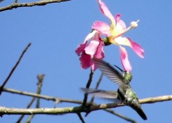 beija-flor-de-frente-preta