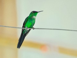 beija-flor-de-fronte-violeta