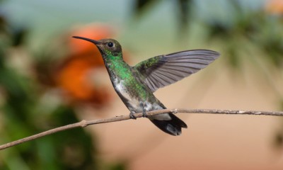 beija-flor-de-garganta-verde
