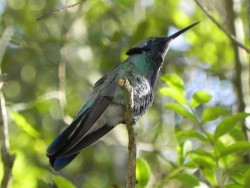beija-flor-de-orelha-violeta