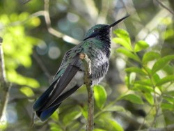 beija-flor-de-orelha-violeta