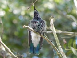 beija-flor-de-orelha-violeta