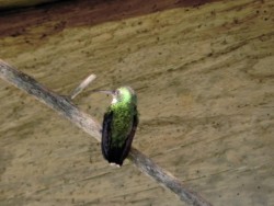 beija-flor-de-papo-branco