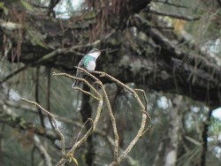 beija-flor-de-papo-branco
