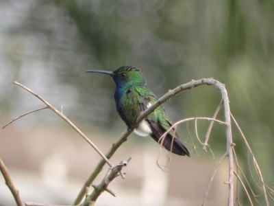 beija-flor-de-veste-preta