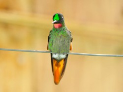 beija-flor-rubi_20110121_2061080065