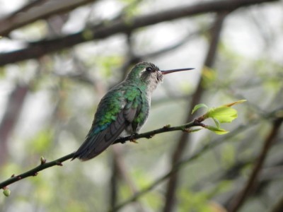 Besourinho-de-bico-vermelho - Chlorostilbon lucidus