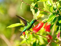 besourinho-de-bico-vermelho