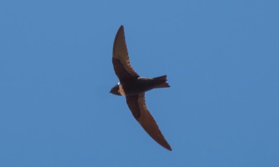 taperucu-de-coleira-branca