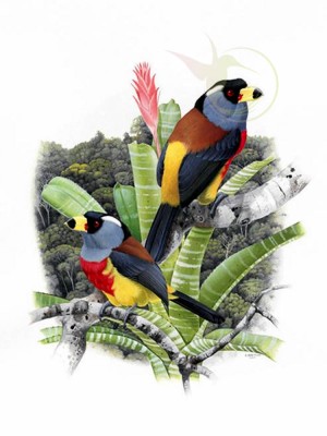 Toucan-Barbet