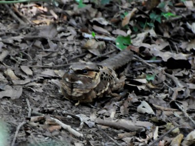Bacurau - Hydropsalis albicollis