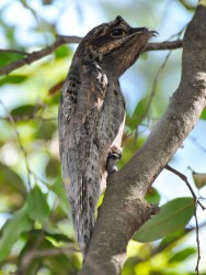 Mãe-da-lua - Nyctibius griseus