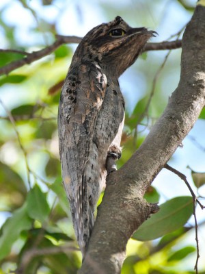 M&atilde;e-da-lua - Nyctibius griseus - Neves Paulista-SP