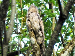 M&atilde;e-da-lua - Nyctibius griseus