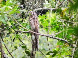 M&atilde;e-da-lua - Nyctibius griseus