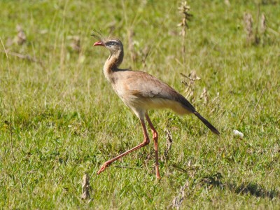 Seriema - Cariama cristata