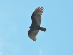 urubu-de-cabeca-vermelha