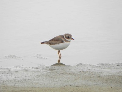 batura-de-bando_20100727_1670341291