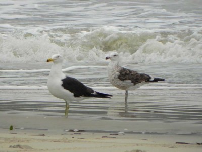 gaivoto_20100727_1628912706