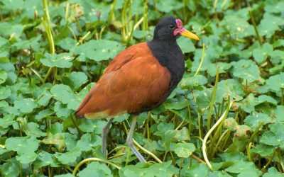jacana-maio