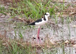 maarico-de-pernas-longas