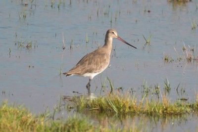 macarico-de-bico-virado