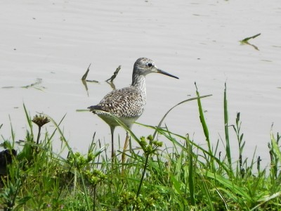 macarico-de-pernas-amarelas