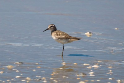 macarico-de-sobre-branco