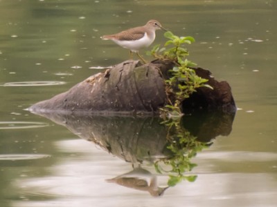 Maçarico-pintado (Actitis macularius)