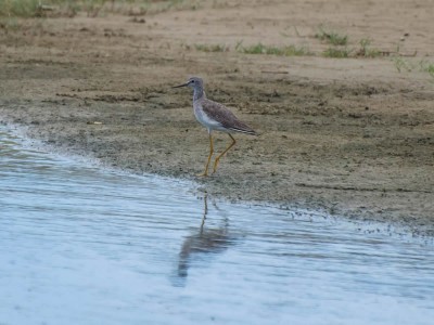 macarico-grande-de-perna-amarela