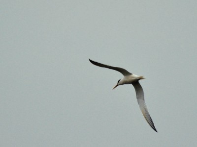 trinta-reis-de-bando