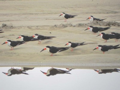 talha-mar_20100727_1739176317