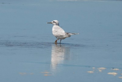 trinta-reis-de-coroa-branca