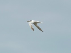 trinta reis-de-bando