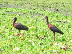 carauna-de-cara-branca
