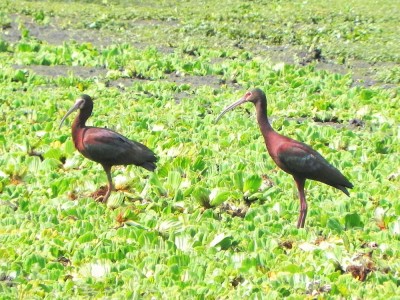 carauna-de-cara-branca